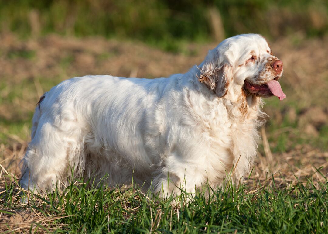 #31. Clumber spaniels